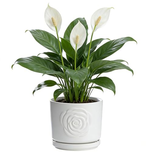 Ekirlin 7 Inch Plant Pot for Indoor Plants, Modern Ceramic Glaze Planters, Round Planter Pot with Drainage Hole and Saucer, Pothos Flower Pots for Succulent, Orchid, Snake Plant,Gift for Plant, White - color: Rosewhite, size: 7 Inch