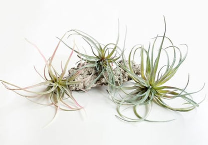 Casktcom® Extra Large Artificial Air Plants – Set of 3 Faux Tillandsia Bromeliads，Fake Succulent Plants – No Care Needed - size: Large