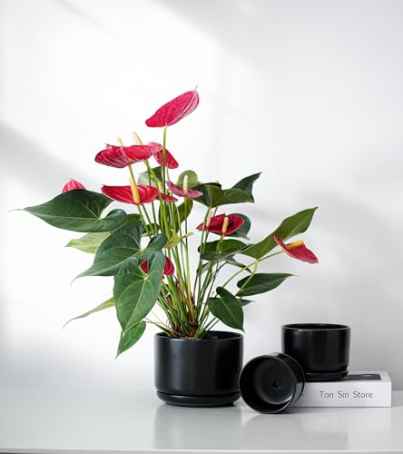 Flower Pots,Ceramic Pots with Drainage Holes & Saucer Set of 3(Matte Black) | Planters for Indoor Plants | Small Succulent Pots | Cute Pots for Plants | Ceramic Planter | 4+5+6.5 Inch Garden Pots - color: Matte Black