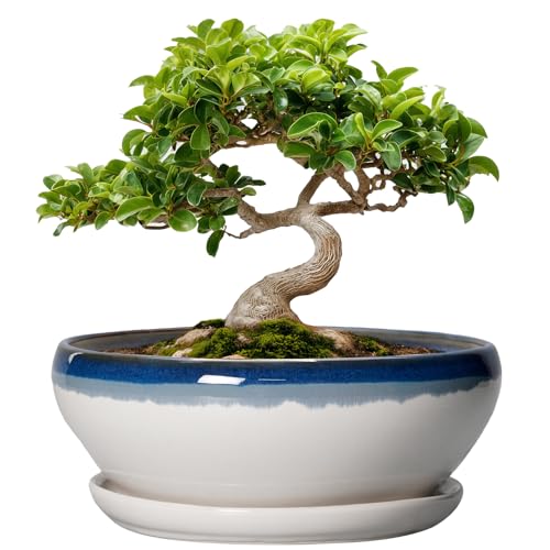 SQOWL Bonsai Pots Ceramic - 8 Inch Succulent Planters Indoor, Succulent Pot with Drainage Hole and Tray, Shallow Ceramic Plant Pot, Round Bowl Planter, Porch Decor, Gardening Gift, Blue Off-White - color: Blue Off-white, size: 8 Inch