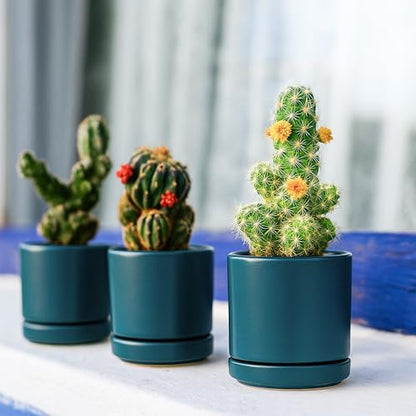 D'vine Dev 4-Pack Ceramic Pots with Saucers, Teal, 3.5 in, 94-X-A-9 | Glazed Ceramic, Drainage Hole and Saucer, Sleek Cylinder Shape, High Temperature Fired, Ideal for Small Houseplants - color: Teal, size: 3.5 Inch