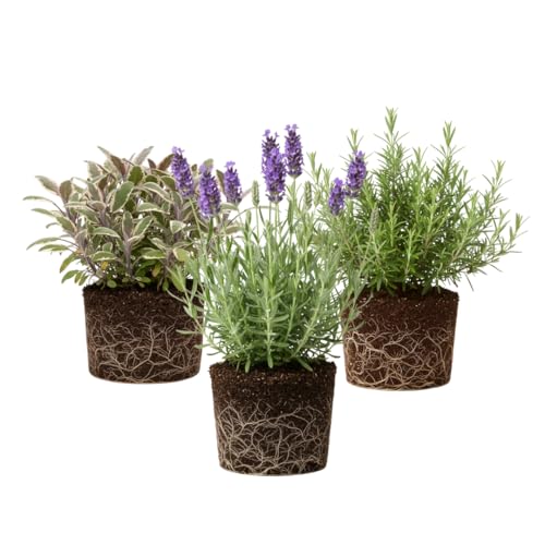 3 Assorted Herb Live Plants, Herb Plants, 4-7 Inch Tall | Moderate Watering, Full Sun, Partial Shade, Well-Drained Soil, Assorted Herb Varieties, Kitchen Garden, Patio Containers