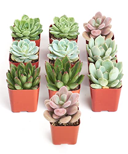 Shop Succulents Rosette Succulent Plant Pack Collection - Live Mini Succulent Plants, Low Maintenance, Floral Shaped Mix of Colors & Textures - Wedding and Party Favors, Gift & Garden, Pack of 10 - size: 10-Pack