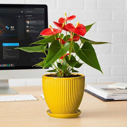6 Inch Plant Pot, Ceramic Planter with Drainage Hole and Saucer, Decorative Small Plant Pots for Indoor Plants, Modern Round Flower Pot, Home Office Room Decor, House Warming Gifts, Yellow - size: 6 Inch, style: Yellow