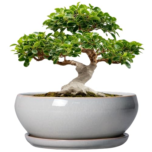 SQOWL 12 Inch Bonsai Pots - Large Ceramic Succulent Pots with Drainage Hole and Saucer, Shallow Planter for Indoor Outdoor Plants Flowers, Round Planter Bowl, Garden Decor, Gifts for Women, Gray - color: Gray, size: 12 Inch