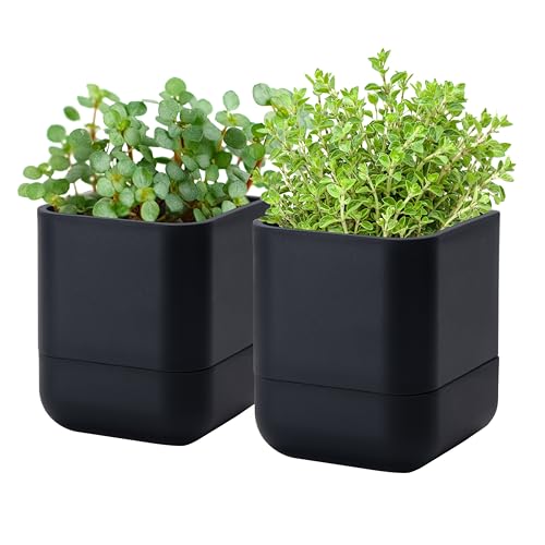 Phoenix Vine 4.5 Inch Wall Mounted Self-Watering Planter Pot for Indoor Houseplants and Herbs | Hanging Planter for Window Sills, Bathroom Walls, Home & Office Décor, Black, Set of 2, 01-B-E-2 - color: Black, size: 4.5" (2 Pack)