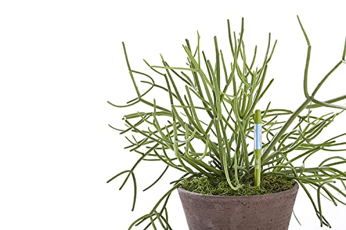 Sustee Medium Refillable Insert Aqua Meter (Green) with Core Installed + 2 Additional Medium Cores - Plant Moisture Sensor For Potted Plants