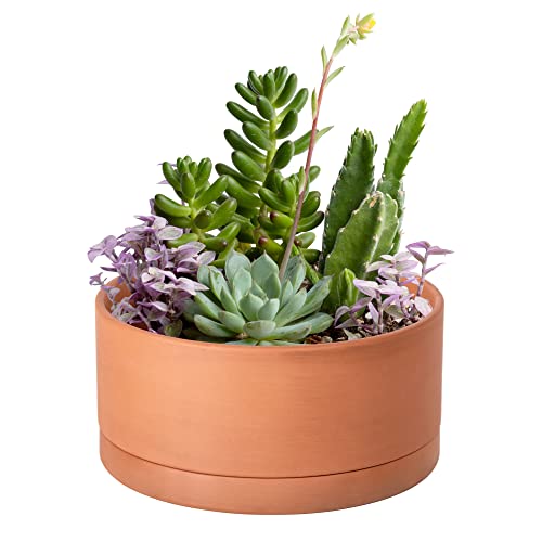 D'vine Dev Terracotta Shallow Planter Pot with Saucer, 8 in, 40-Y-A-0 | Wide Bowl Design, Unglazed Terracotta, Porous & Breathable, Minimalist Style, Ideal for Succulent Arrangements - size: 8 Inch