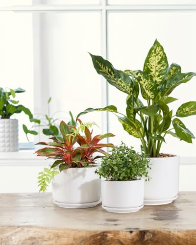EFISPSS Plant Pots, 4+5+6 Inch Pots for Indoor Plants, Ceramic Planter Pot with Drainage Hole, Flower Pots for Succulent Cactus, Set of 3 - White - color: White
