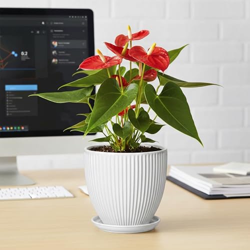Ceramic Pots for Plants, 6 Inch Plant Pot with Drainage Hole and Saucer, Round Ceramic Flower Pots for Indoor Plants, Modern Small Succulent Planter, Room Home Decor, Plant Lover Gifts, White - size: 6 Inch, style: White