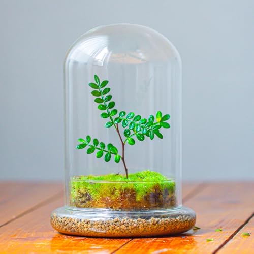 NCYP Glass Cloche Dome with Air Hole and Base, 5.9 x 5.9 x 8.2 Inches, Clear Terrarium Planter for Venus Flytrap, Small Plants, Home Indoor Tabletop Decoration (No Plants) - size: 5.9x5.9x8.2inches