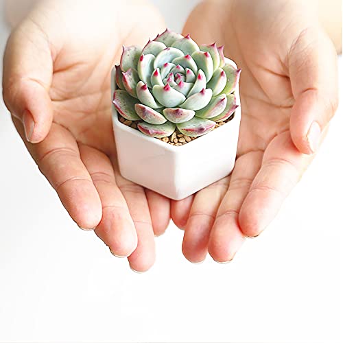 Foraineam 10 Pack Mini Succulent Plant Pots, 2.76 inch Hexagonal White Ceramic Succulent Cactus Planters with Bamboo Tray
