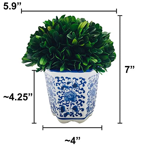 Galt International 7" Naturally Preserved Real Boxwood Ball in Hand-Painted Blue & White China Pot Planter Green Indoor Plant Home Decor (Small 7" Tall Topiary) - size: Small 7"