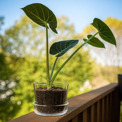 Sheer Glass Pot Planter with Drainage Holes & Tray - Decorative & Modern for All House Plants (6 Inches) - size: 6 Inches
