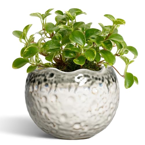 Ceramic Plant Pots 4 Inch - Small Ceramic Planter with Drainage Hole and Plug, Modern Unique Pots for Plants Indoor Outdoor, Decorative Round Planter, Home Decor, Garde Gifts, Beige-Grey - color: Beige-grey, size: 4.5 Inch