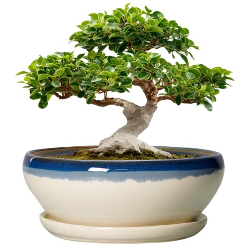 SQOWL Bonsai Tree Pots, 12 Inch Ceramic Succulent Planters, Blue-Beige | Large Bonsai Pot with Drainage Hole and Tray, Shallow Planter Indoor, Bowl Round Planter, Home Decor, Plant Lover Gifts - color: Blue-beige, size: 12 Inch