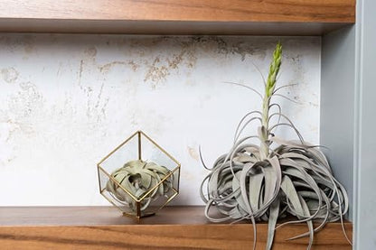 Heptahedron Geometric Glass Terrarium with Tillandsia Xerographica Air Plant - Succulents - Live Tillandsia - Easy Care Indoor and Outdoor House Plants