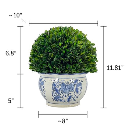 Galt International 11" Naturally Preserved Real Boxwood Ball in Hand-Painted Round Bulb Blue & White China Pot Planter Green Indoor Plant Home Decor (11" Topiary) - size: Large 11" Round Pot