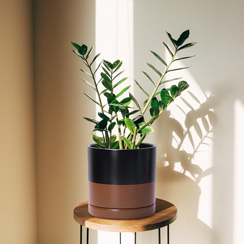 D'vine Dev 2-Pack Ceramic Pots with Saucers, 6/8 in, Black/Tan, 94-G-M-7 | Glazed Ceramic, Drainage Hole, Perfect-Fit Saucer, Sleek Cylinder Shape, High Temperature Fired, Elegant Home Accent - color: Black/Speckled Tan, size: Medium
