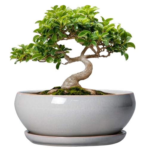 SQOWL Bonsai Tree Pots - 8 Inch Ceramic Plant Pots for Succulents, Shallow Planter with Drainage Hole and Saucer, Round Planter Indoor Outdoor, Bowl Planters, Home Decor, Gift for Plant Lover, Gray - color: Gray, size: 8 Inch
