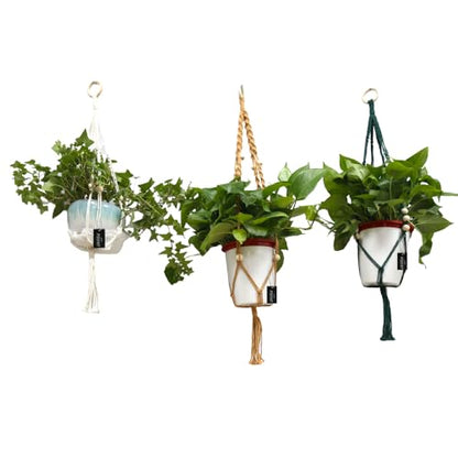 Macrame Plant Hangers Set of 3 – Handmade Indoor/Outdoor Hanging Planters in Yellow, Green, and Ivory, 35, 33, and 29 Inches, Boho Decor for Pots up to 9 Inches (Pots Not Included)