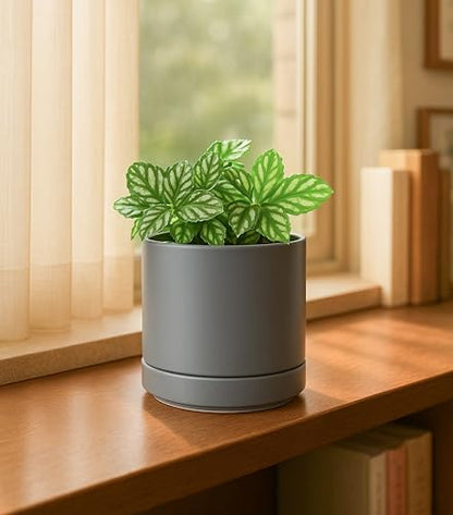 D'vine Dev 2-Pack Ceramic Pots with Saucers, Grey, 4/6 in, 94-G-S-3 | Glazed Ceramic, Drainage Hole, Perfect-Fit Saucer, Sleek Cylinder Shape, High Temperature Fired, Elegant Home Accent - color: Gray, size: Small