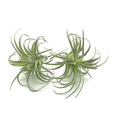 2 PCS Artificial Succulents Plants Unpotted Fake Flocking Tillandsia Air Plants Succulent Bromeliads Bouquet Arrangements Faux Plants DIY for Garden Terrarium Decor Home Decoration Green - color: Flocking Tillandsia