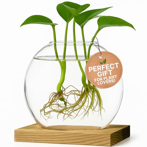 Single Glass Propagation Station with Wooden Base – Hydroponic Plant Terrarium for Home & Office | Ideal Christmas, New Year & Birthday Gift for Plant Lovers, Moms | Desktop Windowsill Planter Vase - size: Brown (Round Vase)