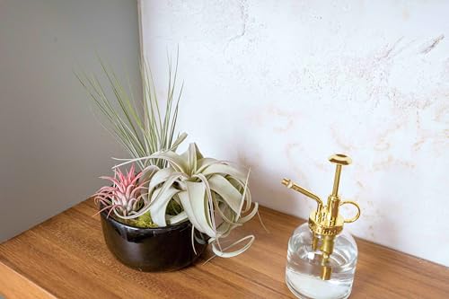Glass Plant Watering Mister – 8 Ounces Gold Accent Plant Spray Bottle – Single Handed Watering Can for Indoor Plants