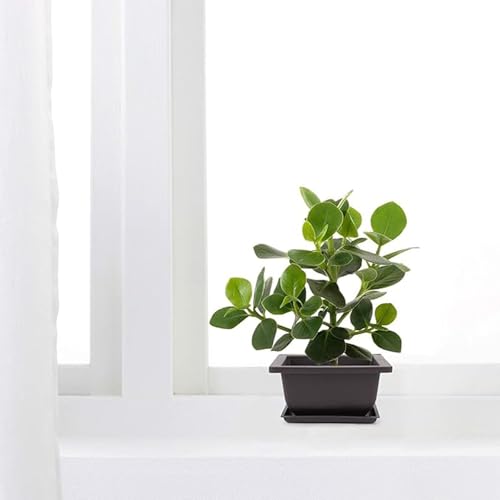 15 PCS 4.7 Inch Bonsai Training Pots, Square Plastic Plants Growing Pots, Flower Succulent Pots Container with 15 Drainage Trays for Garden, Office, Porch, Balcony, Home - size: 4.7 Inch