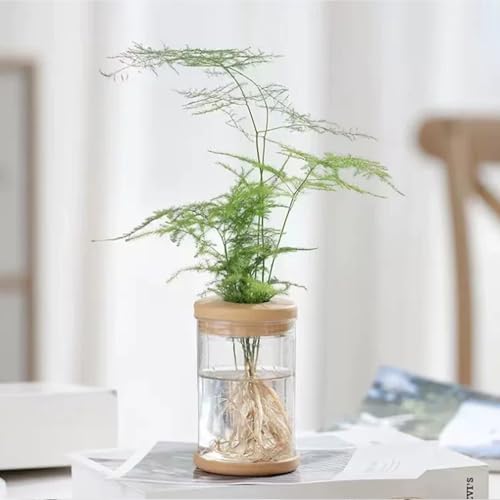 Propagation Station - Desktop Hydroponic Vases for Water Plants, Glass Plant Jars, Gardening Gift for Women, Mom & Plant Lovers, Set for Rooting & Display