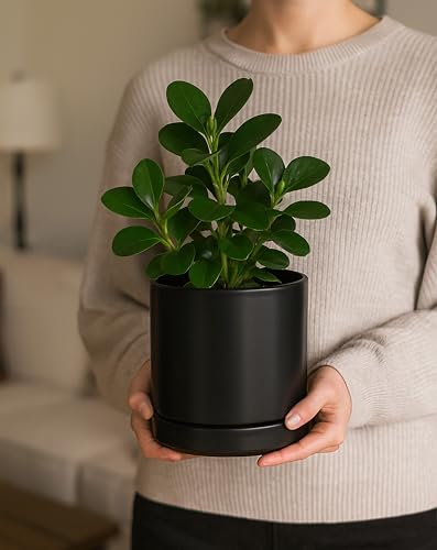 D'vine Dev 2-Pack Ceramic Pots with Saucers, Black, 4/6 in, 94-G-S-2 | Glazed Ceramic, Drainage Hole, Perfect-Fit Saucer, Sleek Cylinder Shape, High Temperature Fired, Elegant Home Accent - color: Black, size: Small