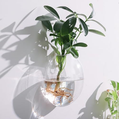 Wall Propagation Planters 6 Pack Wall Glass Planters Wall Plant Holder | Glass Wall Vase, Indoor Hydroponic Decor, Plant Propagation Wall Hanging