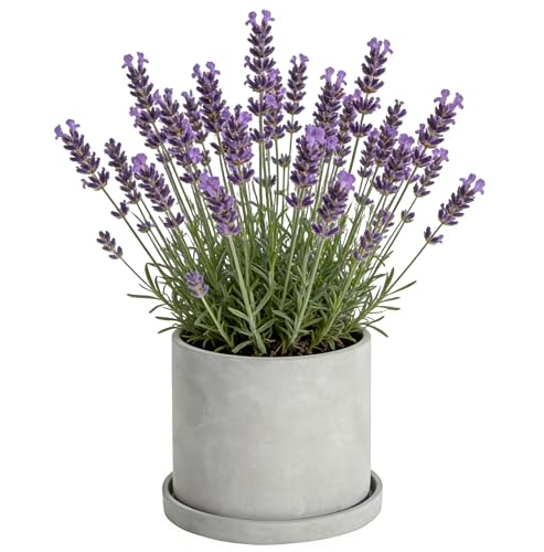 Ekirlin 6.7 Inch Indoor Plant Pot, Natural Grey Cement Standing Planters with Drain Hole & Saucer Tray, Modern Succulents Containers, Flower Pots for Home Decor, Outdoor & Garden Plants - size: 6.7 inch