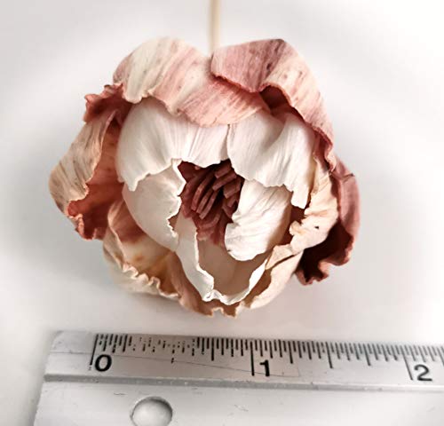 10 Rare Natural Pink Peony 1.5" Sola Flower Reed Diffuser for Home Fragrance Oil