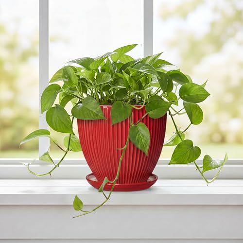 Ceramic Planter, 6 Inch Plant Pot Indoor with Drainage Hole and Saucer, Small Pots for Plants, Modern Succulent Flower Pot, Round Planter, House Garden Decor, Plant Gifts for Women Men, Red - size: 6 Inch, style: Red
