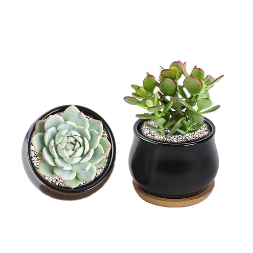 SHECIPIN 2 Pack Succulent Pots, 2.5 Inch Mini Ceramic Pots for Flower or Cactus Plants with Drainage Hole,Plants Not Included (Black) - color: 2 Pack Black Mini Pots