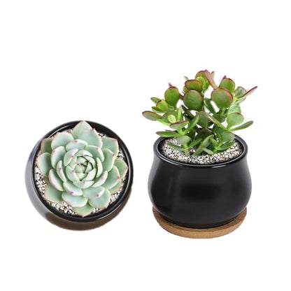 SHECIPIN 2 Pack Succulent Pots, 2.5 Inch Mini Ceramic Pots for Flower or Cactus Plants with Drainage Hole,Plants Not Included (Black) - color: 2 Pack Black Mini Pots