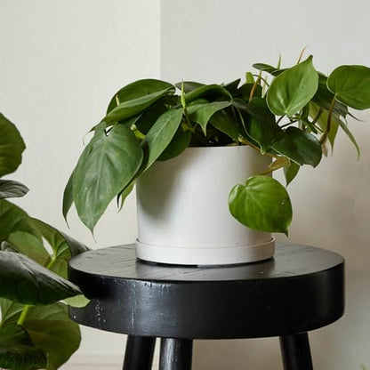 Bloem Mathers 8" Modern Plastic Planter with Saucer, Vanilla Bean - color: Vanilla Bean, size: 8"