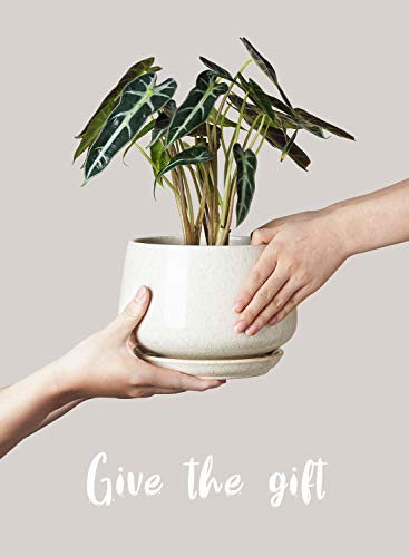 LE TAUCI Plant Pots, 4.1+5.1+6.5 inch, Set of 3, Ceramic Planters with Drainage Hole and Saucer, Indoor Flower Pot with Hole Mesh Pad, Gifts for Mom, Reactive Glaze Beige - color: Reactive Glaze Beige