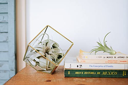 Set of 2 Stunning Hanging Glass Terrariums with Flat Bottoms - Wholesale and Bulk - Succulents - Live Tillandsia - Easy Care Indoor and Outdoor House Plants