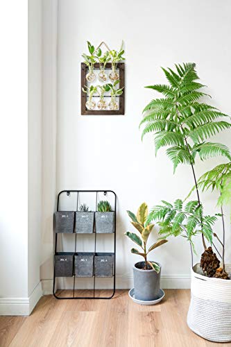 Mkono Plant Propagation Station, Wall Hanging 2-Layer Glass Terrarium Vases | Wood Stand Planter, Hydroponic Flower Cuttings, Premium Bulb Jars,Retro Design,Clear Root View,Home Office Garden Decor