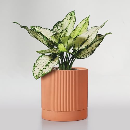 HERDUK Modern Terracotta Pots, 6 Inch Ribbed Textured Clay Planter Pots with Drainage Hole & Saucer, Garden Pots for Indoor/Ourdoor Plants, Succulent Cactus & Herb - color: Terracotta, size: 6 Inch