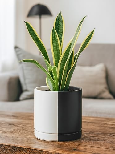 D'vine Dev 8.2 Inch Ceramic Planter Pot, Black White Split, 94-O-D-0 | Modern Cylinder Design, Drainage Hole & Saucer Included, Stable Structure, Elegant Home Accent - color: Split Monochrome Black & White, size: Medium