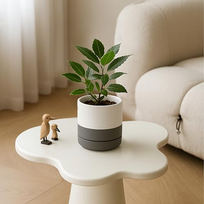 D'vine Dev 4-Pack Ceramic Pots with Saucers, White/Grey, 4.7 in, 94-X-B-6 | Glazed Ceramic, Drainage Hole and Saucer, Sleek Cylinder Shape, High Temperature Fired, Ideal for Small Houseplants - color: White/Speckled Grey, size: 4.7 Inch