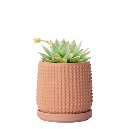 D'vine Dev Beaded Terracotta Pot with Saucer, 4 in, Terra Cotta, 27-C-Z-7 | Embossed Dot Texture, Smooth Glazed Finish, Timeless Vintage Charm, Drainage Holes, Stylish Accent for Modern Home Décor - color: Terracotta, size: 4.3 Inch