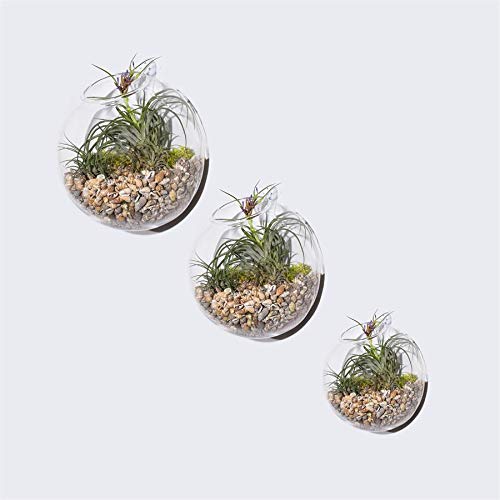 Set of 3 Wall Hanging Planter Wall Hanging Bubble Glass Terrarium Wall Mount Vase for Indoor Planter Air Plant Glass Terrarium Flower Vase Wall Bowl(Oblique Opening)