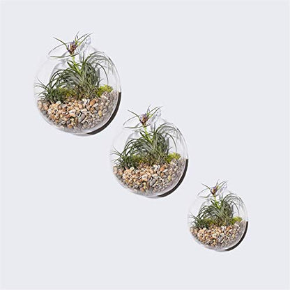 Set of 3 Wall Hanging Planter Wall Hanging Bubble Glass Terrarium Wall Mount Vase for Indoor Planter Air Plant Glass Terrarium Flower Vase Wall Bowl(Oblique Opening)