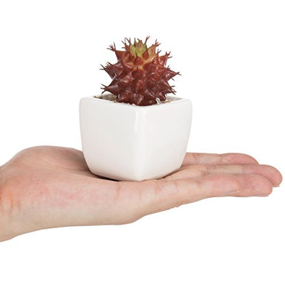 MyGift Assorted Artificial Red Succulent Plants, Mini Fake Desert Plants in White Square Pots, Set of 3 - color: Red (Set of 3)