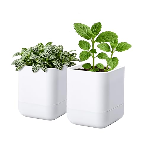 Phoenix Vine 3.5 Inch Wall Mounted Self-Watering Planter Pot for Indoor Houseplants and Herbs | Hanging Planter for Window Sills, Bathroom Walls, Home & Office Décor, White, Set of 2, 01-A-D-2 - color: White, size: 3.5" (2 Pack)
